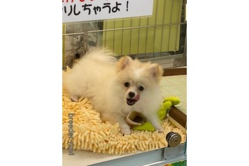 成約済の北海道のミックス犬-183130の14枚目